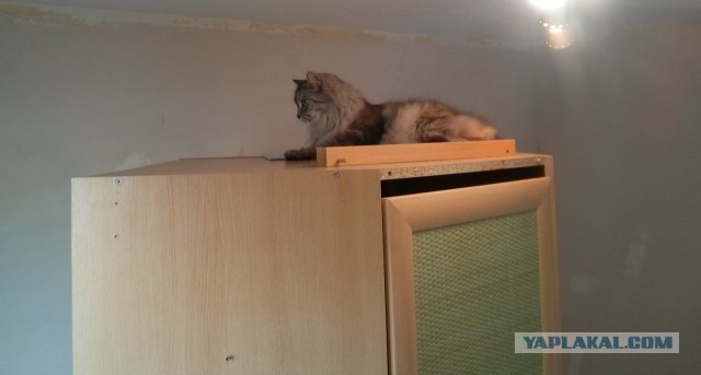 Котовторник 14.07.2015