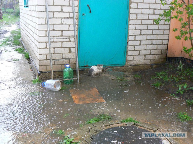 Какой то неправильный кот
