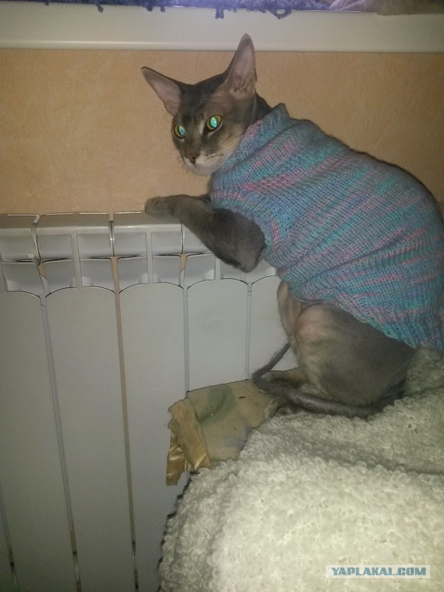 Котовторник 17.11.2015