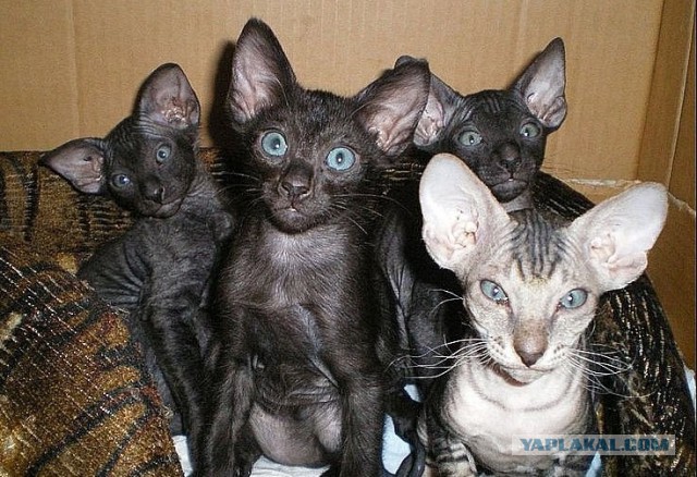Коты не мы, мы не коты!