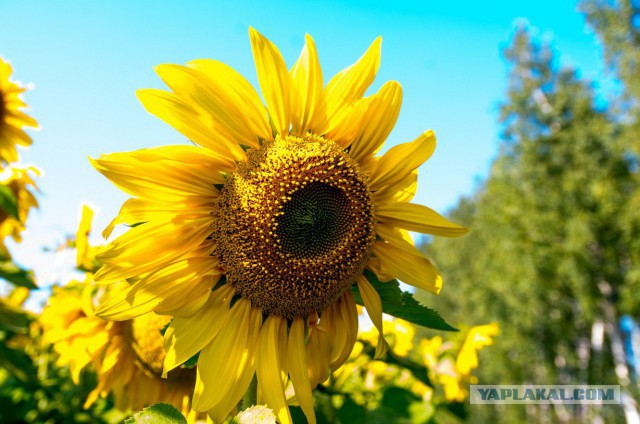 Немного моих фото, авторское