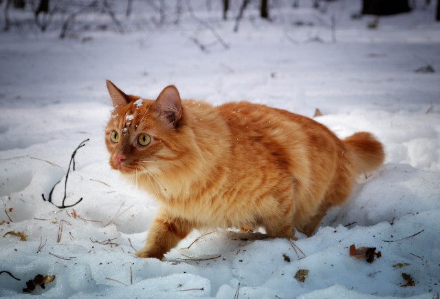 Домашние коты на природе