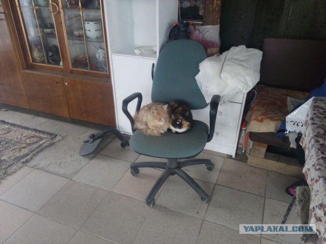 Котовторник  14.06.2016