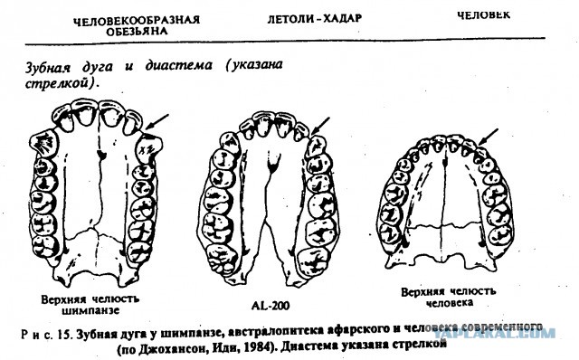 Вегетарианский. Детский! Садик!