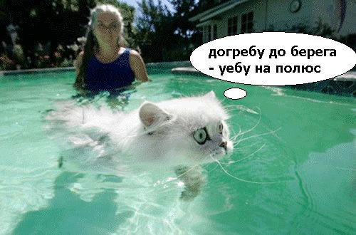 Фотожаба: Офигевший пловец