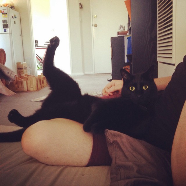Коты из сети