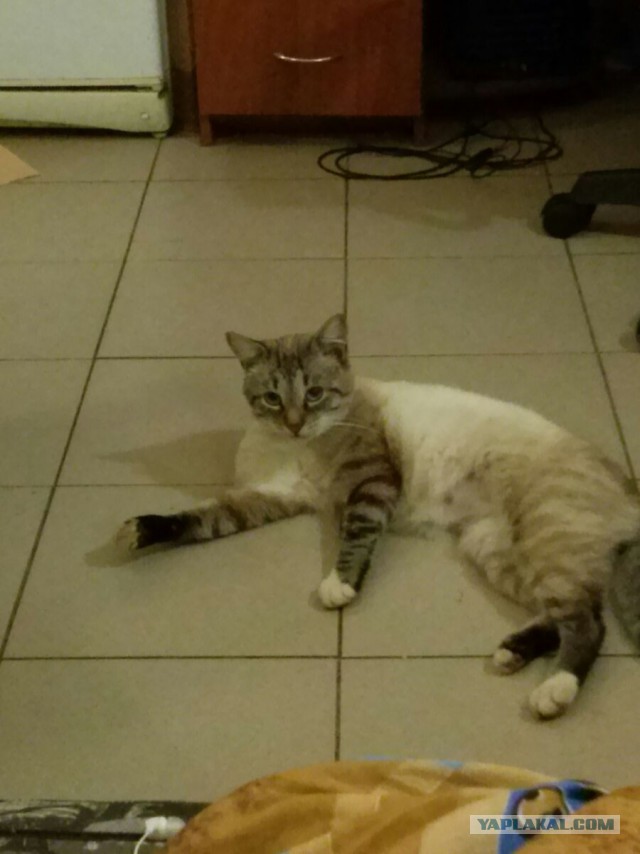 Котовторник  14.02.2017