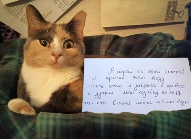 Коты из сети