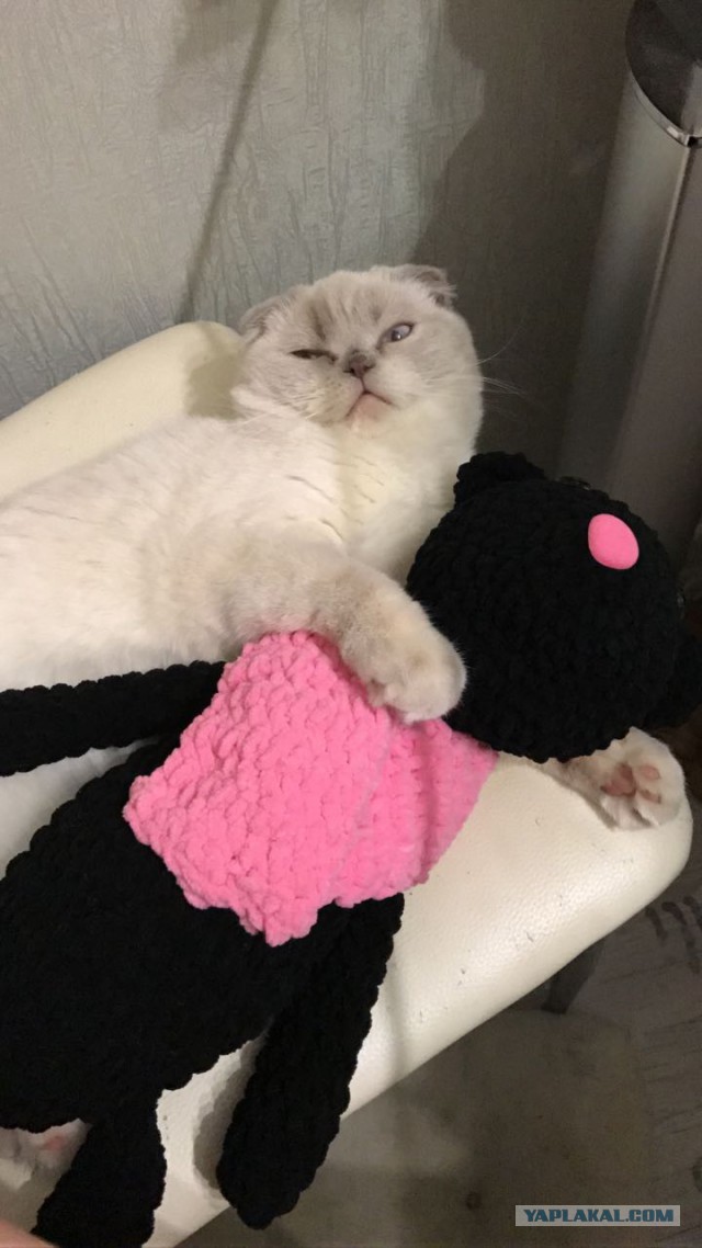 Котовторник 14.03.2017