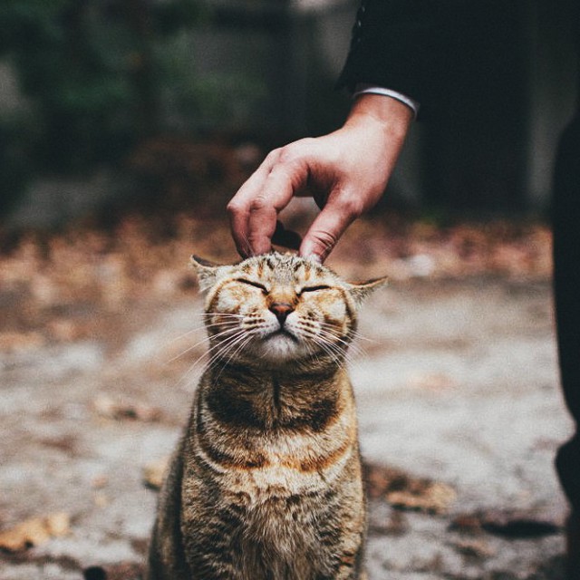 Коты и Кошки