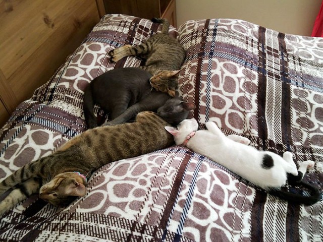 Коты и Кошки
