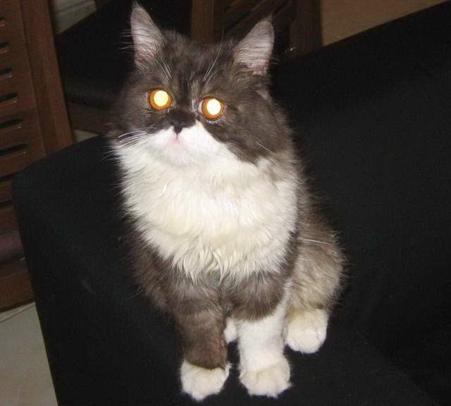 Коты и Кошки