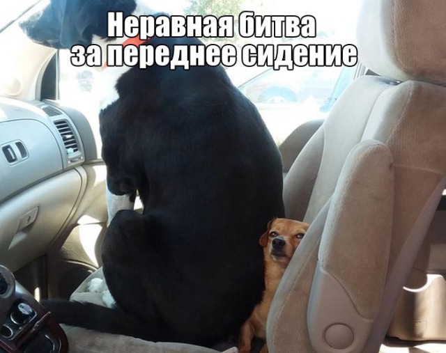 Подборка интересных и веселых картинок