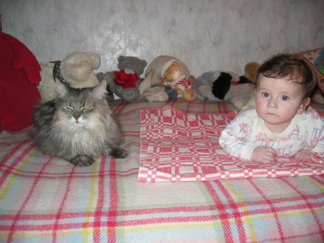 Коты и Кошки