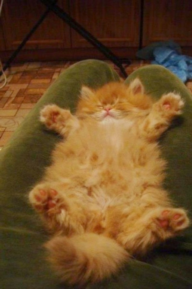 Коты и Кошки