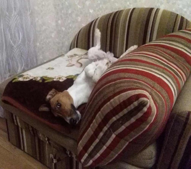 Cобакены к четвергу