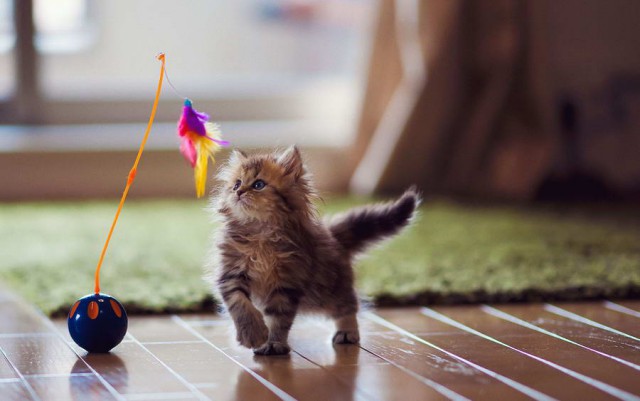 Коты и Кошки