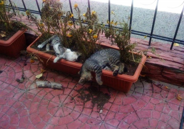 Коты и Кошки