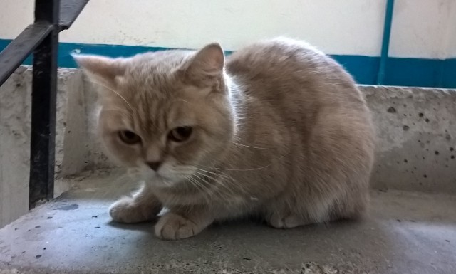 Котовторник 24.10.2017