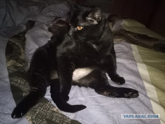 Котовторник  14.11.2017
