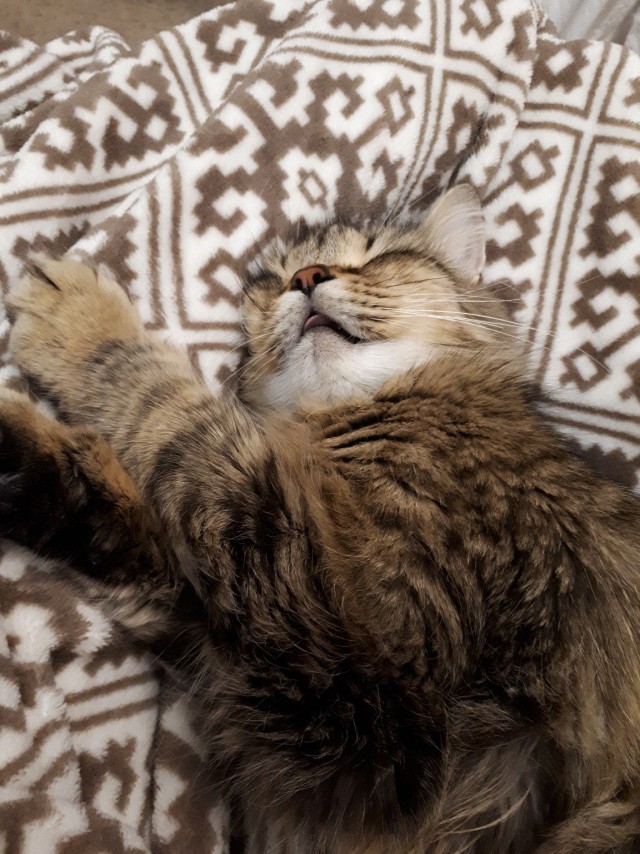 Котовторник