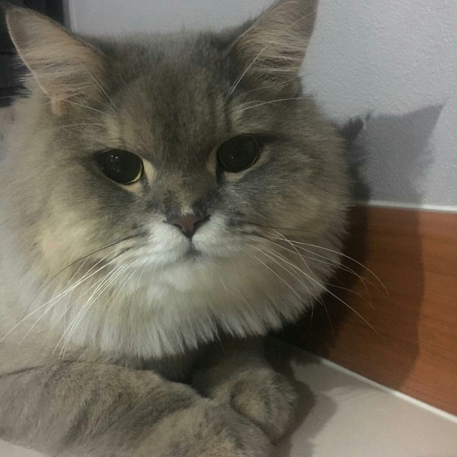 Коты и Кошки