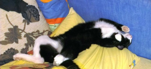 Как спят наши странные коты