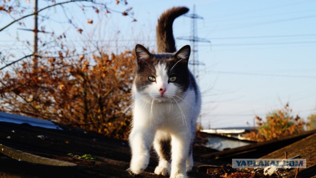 Котовторник  13.02.2018