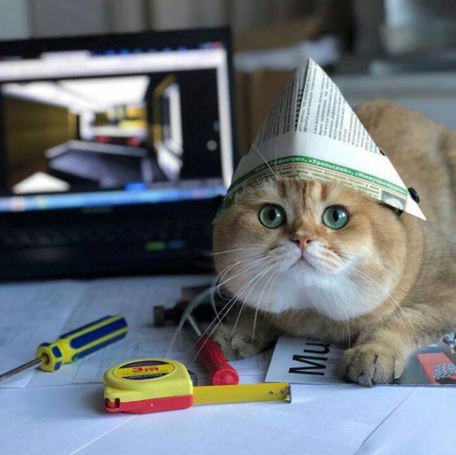 Прикольных котов пост
