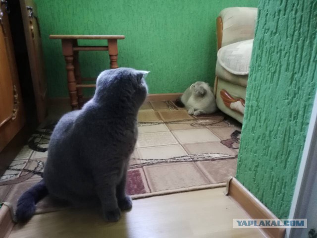 Котовторник