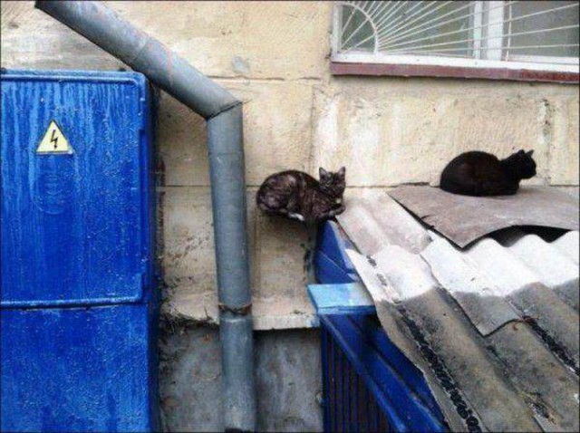 Немного милоты