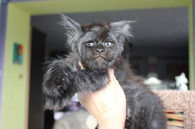 Кот с человеческим лицом