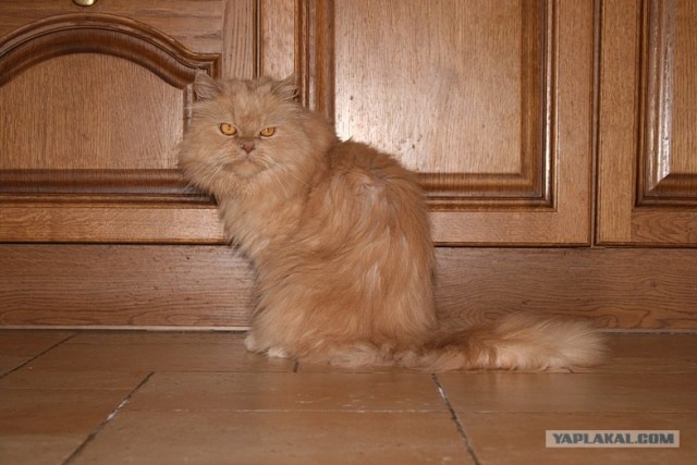 Котовторник на вторник! (30.09.2008)