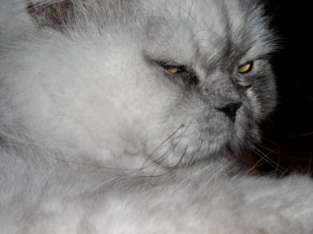 Котовторник на ЯПлакалъ: Кото и кто-то!