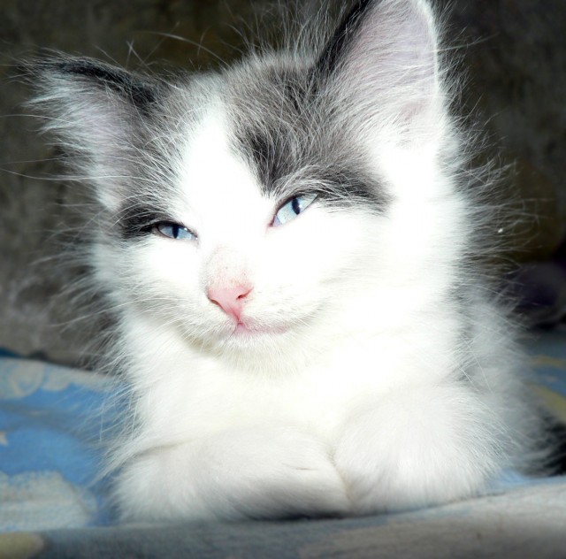 Последний Котовторник... октября :)