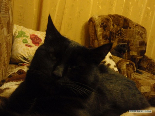 Котовторник 1.02.2011