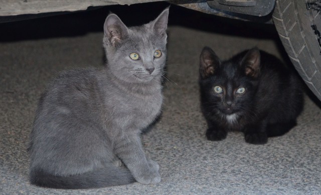 Прикольных котов пост