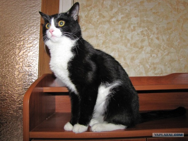 Сегодня котовторник, а котиков все нет