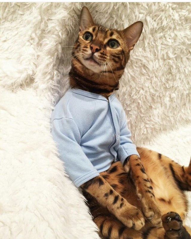 Прикольных котов пост