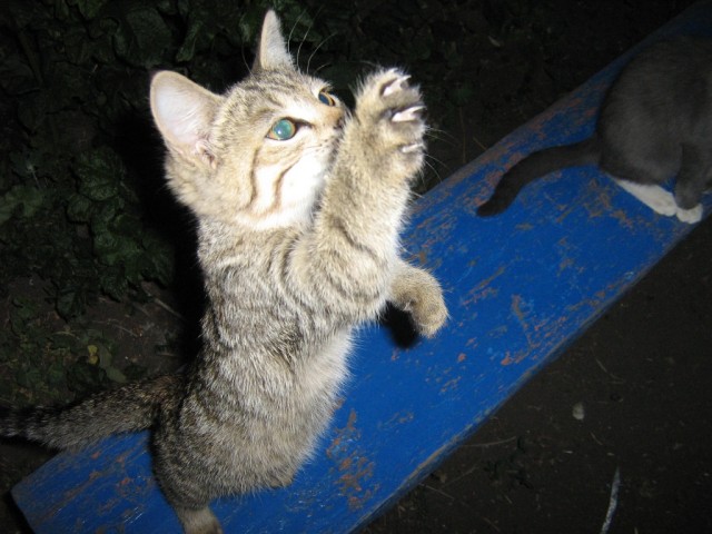 Первый котовторник июля