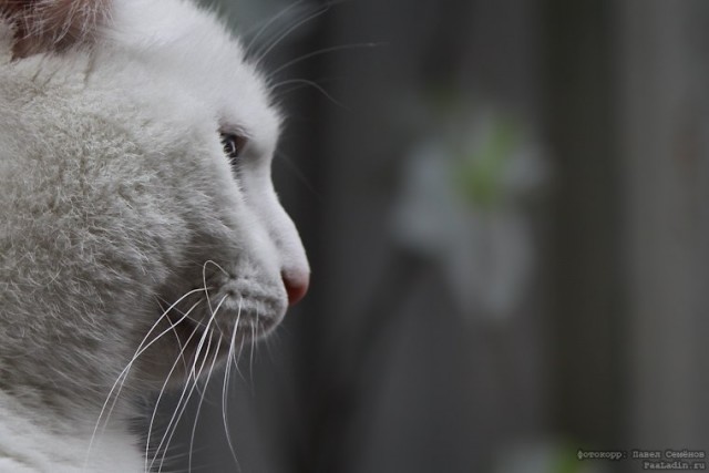 Котовторник (07.02.2012)