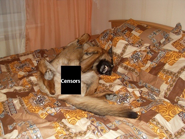 Собакочетверг