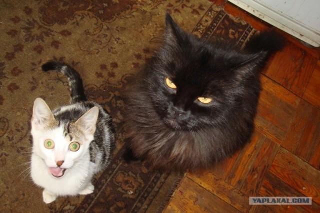 Котовторник  19.06.2012