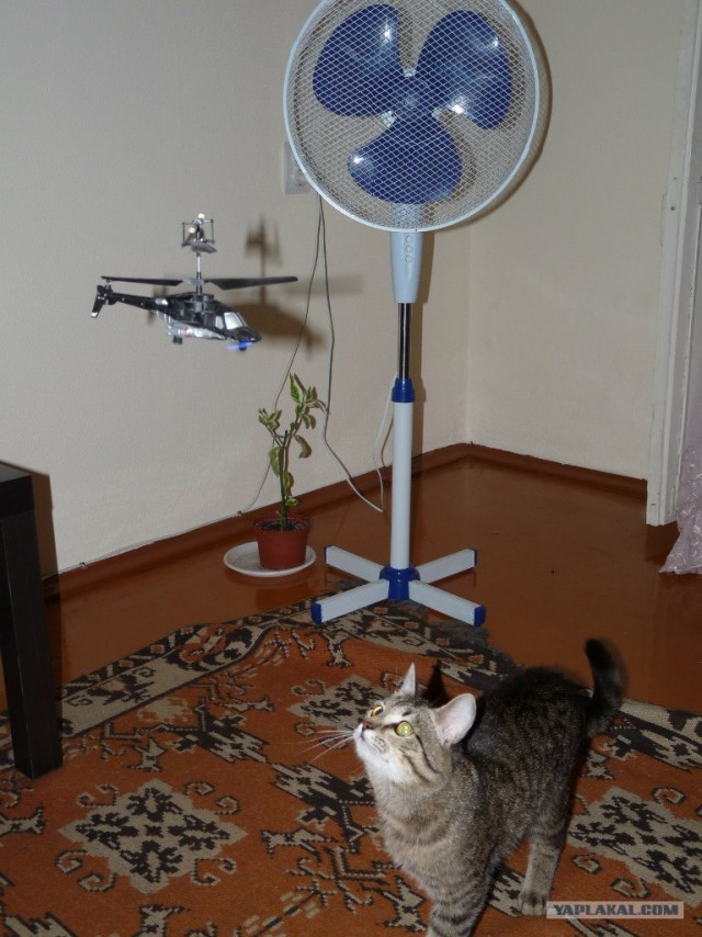 Котовторник  17.07.2012