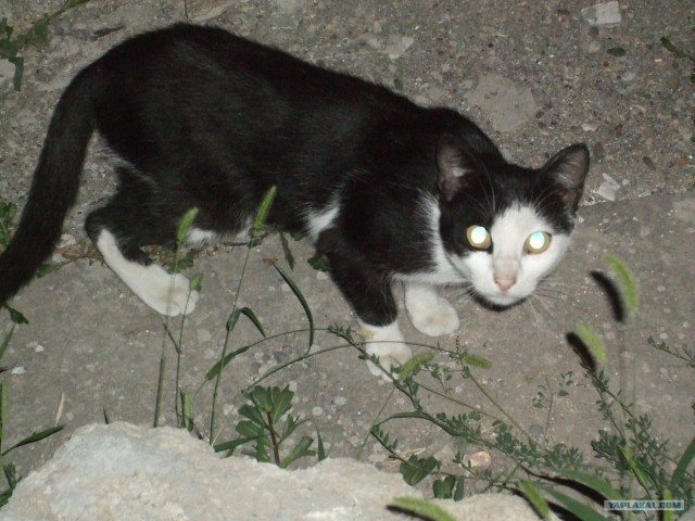 Котовторник 31.07.2012 г.