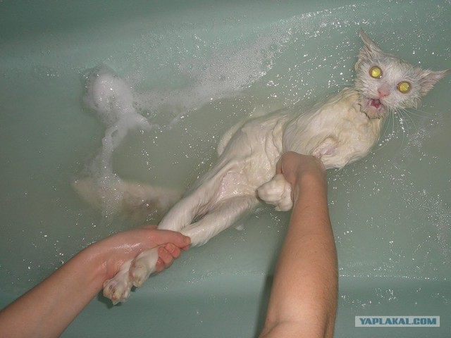 Ты не жилец, хозяин