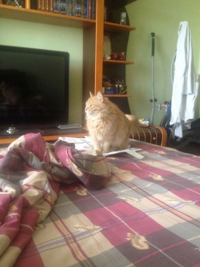 Прикольных котов пост