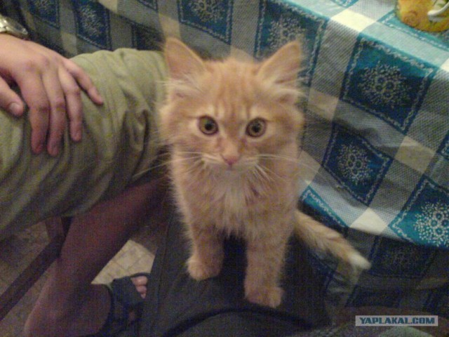 Котовторник 29.01.2013