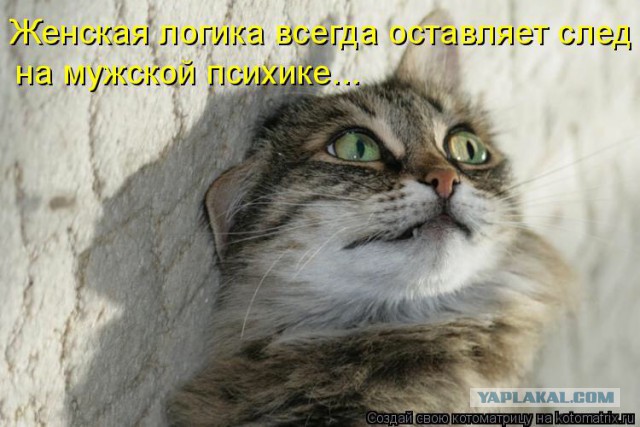 Картинки с котами и про котов