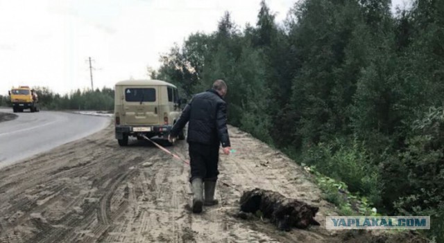 Слабоумие и отвага. Житель Мурманска кормит дикого медведя на обочине